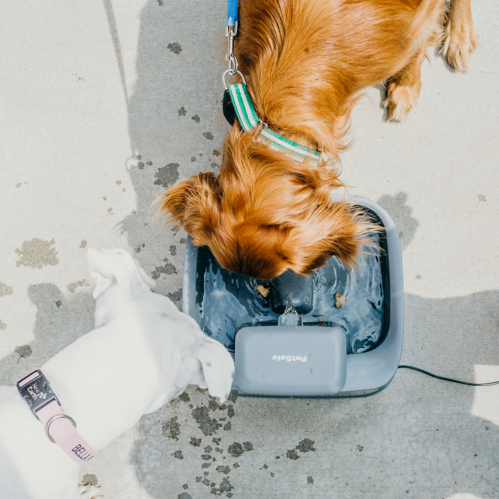 PetSafe introduces Drinkwell 2 Gallon Pet Fountain