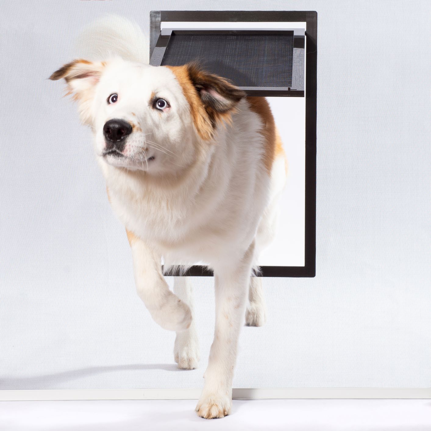 PetSafe introduces pet doors for large pets and their owners