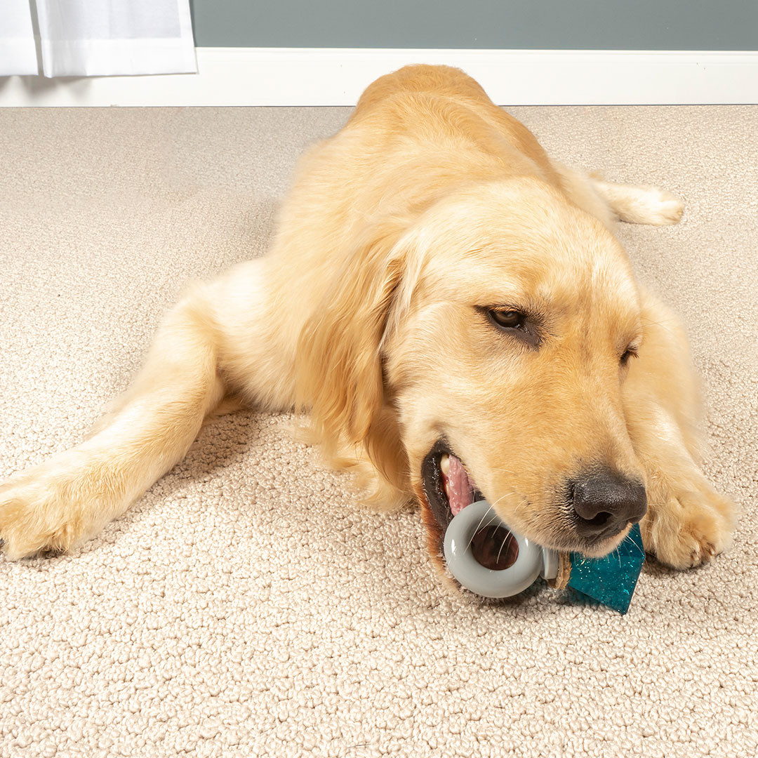 PetSafe launches five interactive toys for the Holidays!