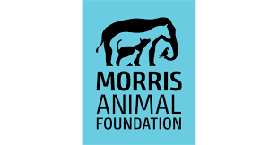 Morris Animal Foundation and EveryCat Health Foundation Join Forces to Fight Deadly Disease