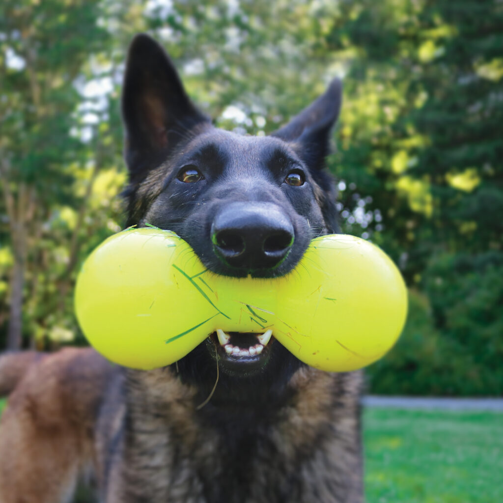 An image of RUFF DAWG – Big Dawg XL