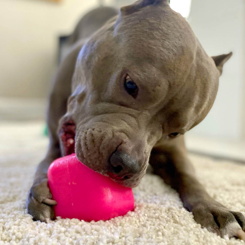 An image of RUFF DAWG – Dawg-Cube XL