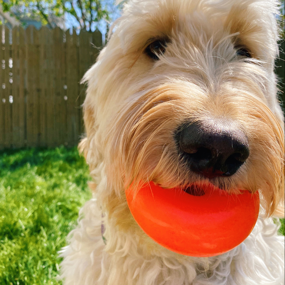 An image of RUFF DAWG – Dawg-Nut