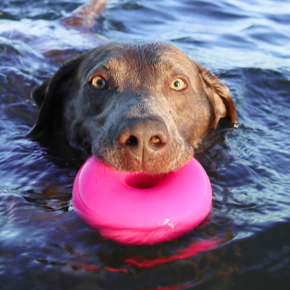 An image of RUFF DAWG – Dawg-Nut XL