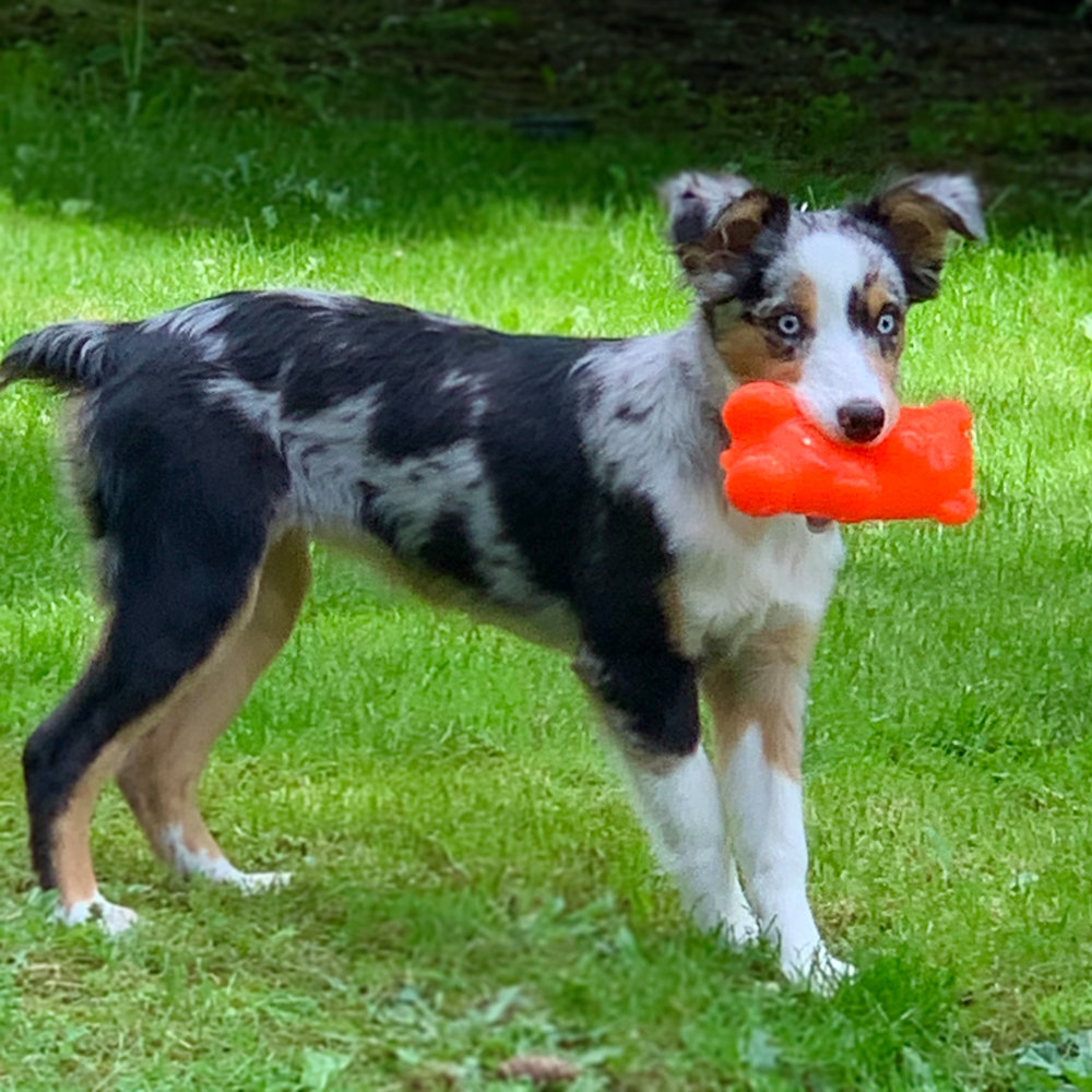 An image of RUFF DAWG – Gummy Bear
