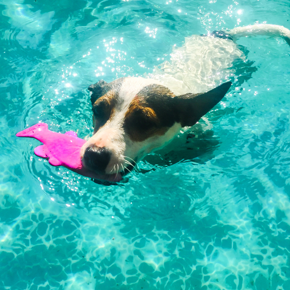 An image of RUFF DAWG – Minnow