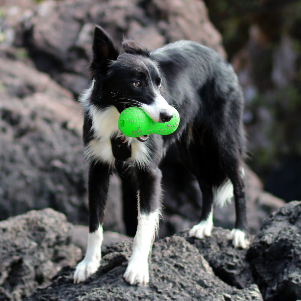 An image of RUFF DAWG – Peanut