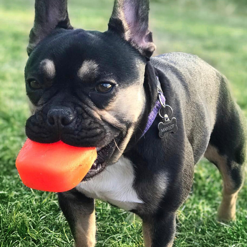 An image of RUFF DAWG – Rock