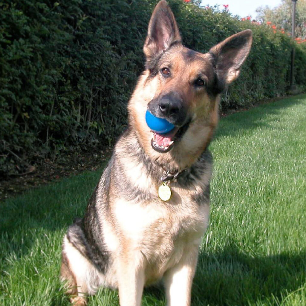 An image of RUFF DAWG – Ruff Squeaky Ball