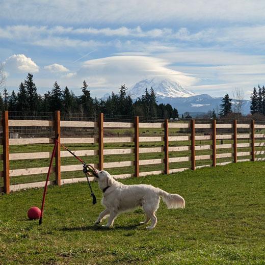 Tether Tug Medium Outdoor Dog Toy Interactive Backyard Tugging