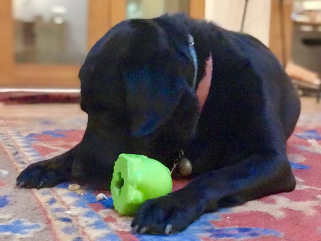 An image of SodaPup – True Dogs, LLC – MKB Bull Frog – Large – Green