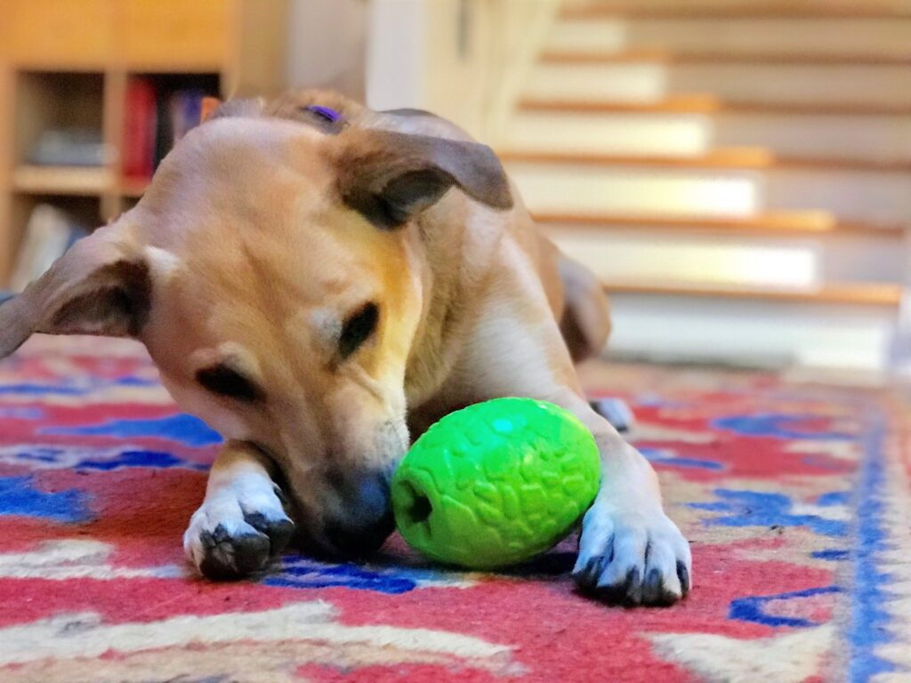 An image of SodaPup – True Dogs, LLC – MKB Dinosaur Egg – Green