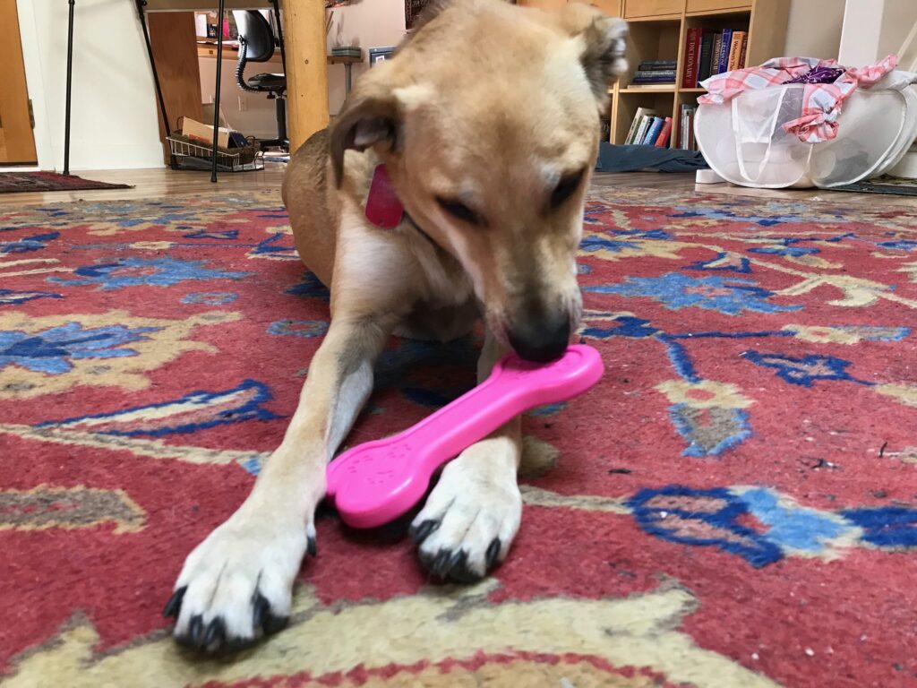 An image of SodaPup – True Dogs, LLC – MKB Nylon Bone – Pink