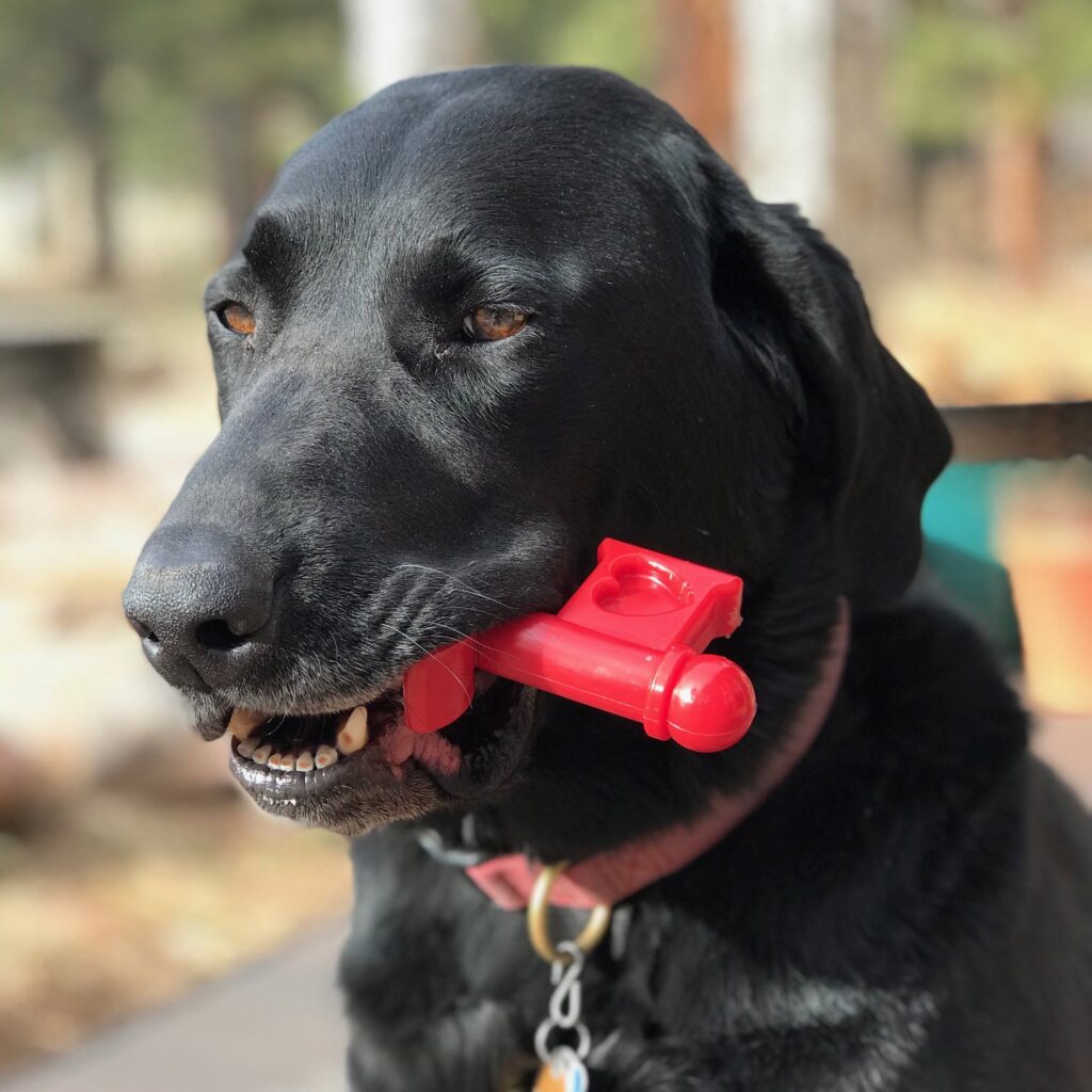 An image of SodaPup – True Dogs, LLC – MKB Nylon Key to Heart – Red