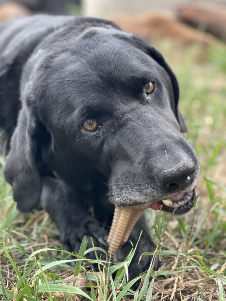 An image of SodaPup – True Dogs, LLC – SP Nylon Honey Bone – Dental Tower – Honey Colored with Liver Palatant