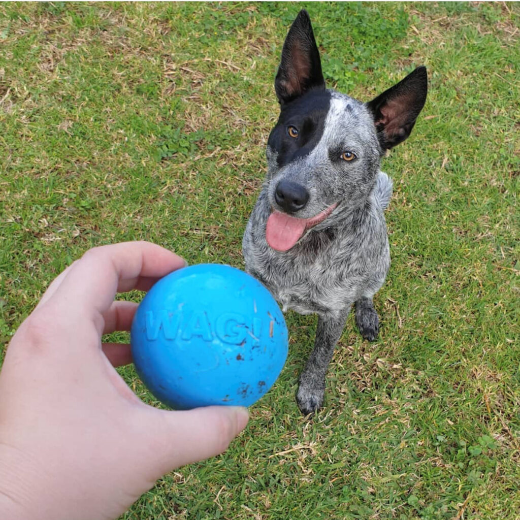 An image of SodaPup – True Dogs, LLC – SP TPE Wag Ball Large – Bright Blue