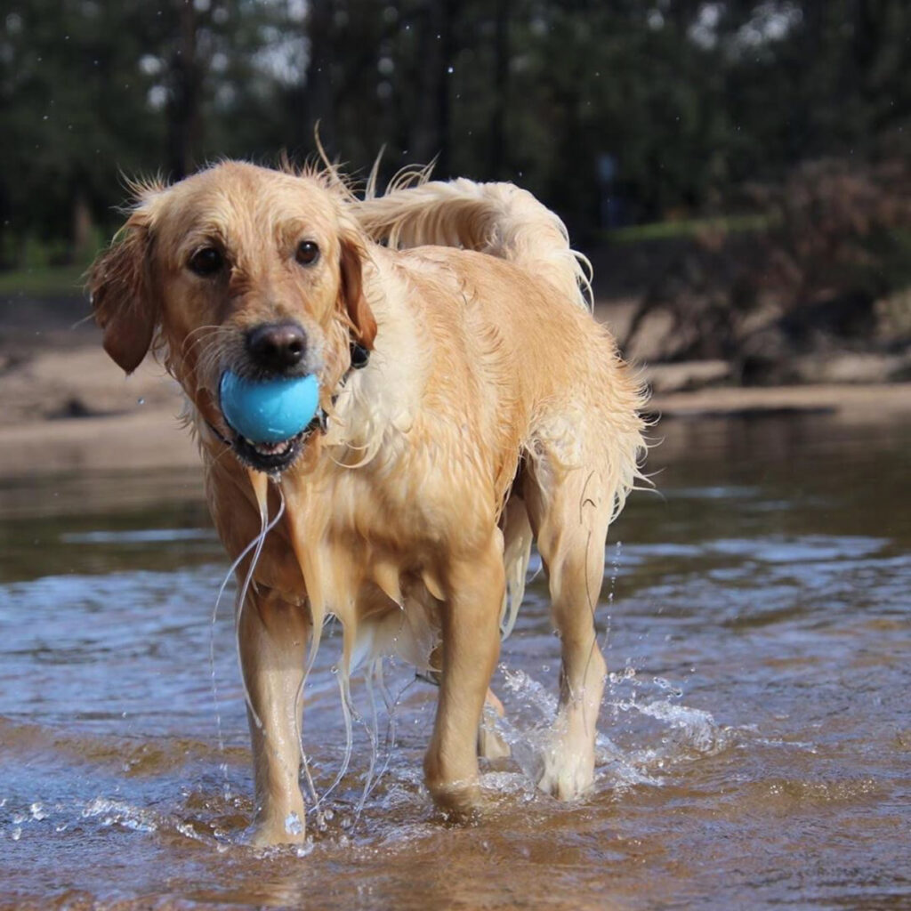 An image of SodaPup – True Dogs, LLC – SP TPE Wag Ball Large – Bright Blue