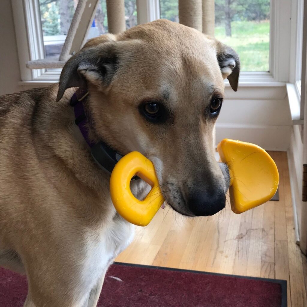 An image of SodaPup – True Dogs, LLC – ID Nylon Shovel – Yellow
