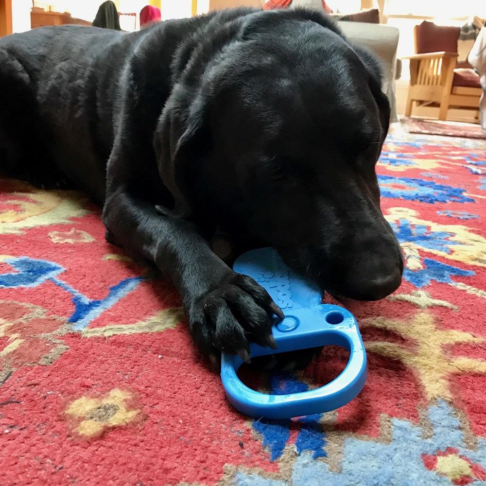 An image of SodaPup – True Dogs, LLC – SP Nylon Pop Top Pull Tab – Blue