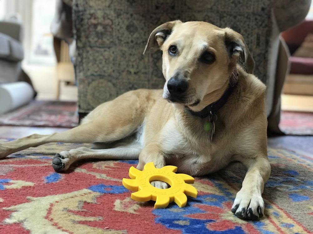 An image of SodaPup – True Dogs, LLC – ID Nylon Circular Saw Blade – Yellow