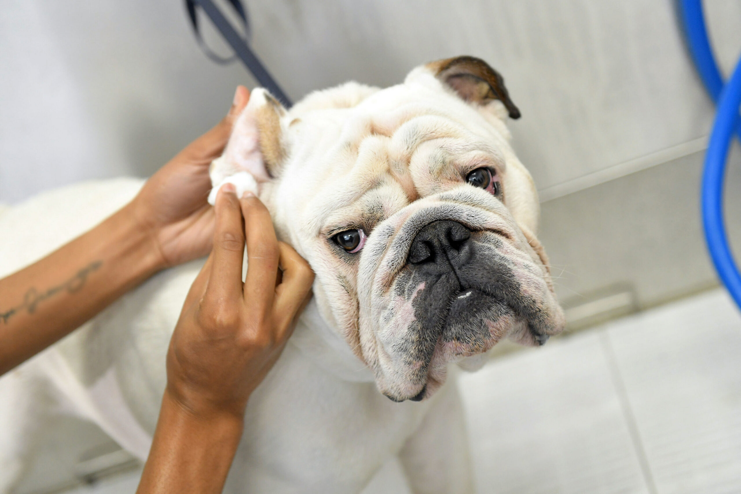 Scenthound Advocates More Focus on Routine Hygiene and Wellness Care for Dogs