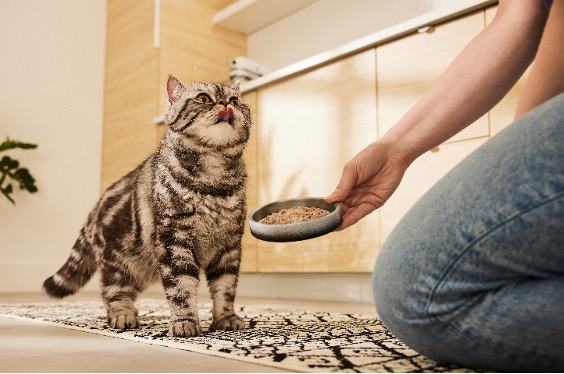 Pet Valu Serves up a Purr-fect New Recipe for Mealtime: Performatrin® Culinary for Cats